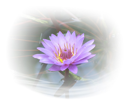 Lotus Flower
