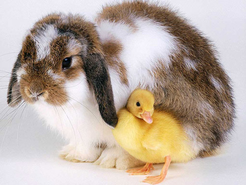 Easter buddies